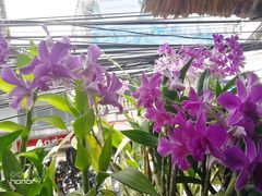-自然餐厅(Phuket)