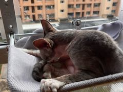 -MOYOYO猫咪咖啡店