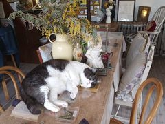 -海边的猫和咖啡馆