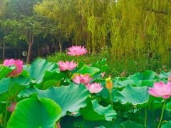 -莲花池公园