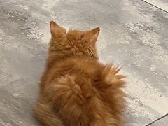 -楼上猫咖(罗湖店)