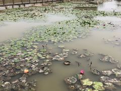 -大湾区中央湿地公园