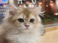 -帕帕拉兹宠物(亚洲旗舰店)