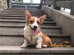 -东莞宠友24H宠物中心医院·转诊夜诊·异宠(新河北路院)