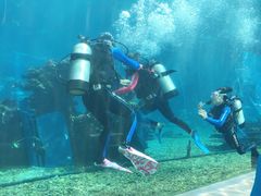 -海棠湾洲际-涛·海底餐厅·美人鱼·自助餐·海底隧道