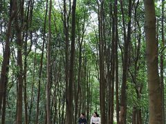 -广州市帽峰山景区