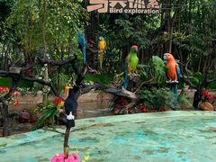 -广州长隆飞鸟乐园