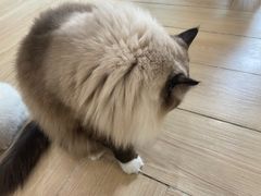-安格丽娜·狗咖·猫咖羊驼咖(春熙路百盛商场店)