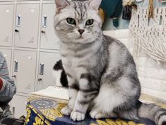 -平行世界·猫咖(首经贸店)