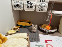 -欣宠猫屋·矮脚拿破仑·蓝金金渐层