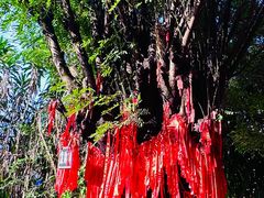 -瑞丽独树成林风景区