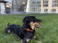 -百好乐宠物友好餐厅(朝外大街店)