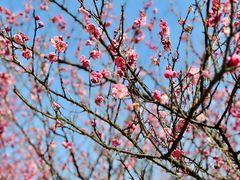 -洋湖国家湿地公园