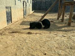 -石家庄市动物园