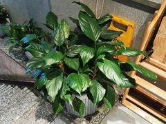 -大河宴·椒麻鱼火锅(北京路中和美食街店)