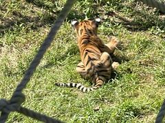 -西霞口神雕山野生动物世界