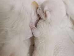 -纳吉亚猫专科动物医院(康都外科中心)