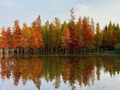 -白鹭湾湿地公园