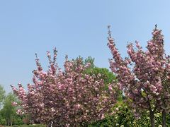 -洛阳市隋唐城遗址植物园
