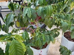 -Torch Coffee 炬点咖啡