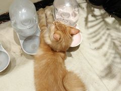 -藏猫猫咖啡主题馆(中央大道店)