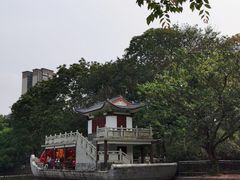 -金花茶公园