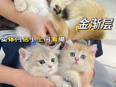 -lincat·猫舍(广州店)