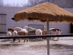 -青藏高原野生动物园