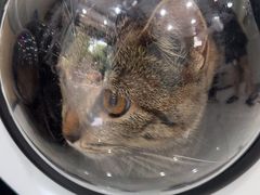 -安安宠医宠物医院·异宠·犬猫内科(岳阳分院)