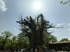-大槐树寻根祭祖园