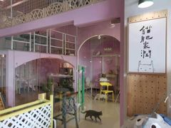 -70cat德文卷毛猫·缅因猫纯种猫舍