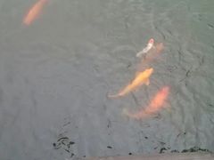 -西湖游船