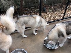 -TrueLove @ Neverland (Husky Cafe)
