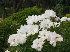 -天坛公园