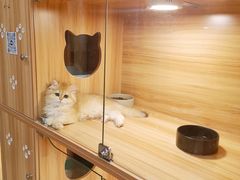 -猫十亿·布偶金渐层·曼基康矮脚猫舍(青年路店)