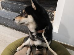 -柴迷FANS CLUB·柴犬狗咖·猫咖