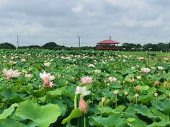 -嘉北郊野公园