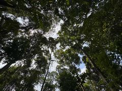 -武吉知马自然保护区