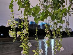 -光明港公园
