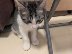 -宠爱国际动物医院· 猫科· 外科·中兽医(长白店)