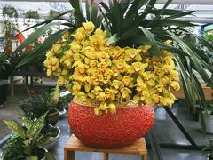 -荷兰花海