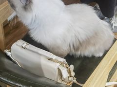 -MOCHA明星猫咖(田子坊店)