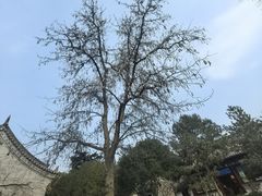 -大慈恩寺(大雁塔)