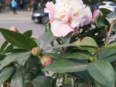 -花水湾第一村温泉大酒店