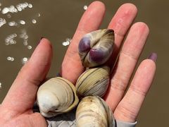 -启东黄金海滩景区