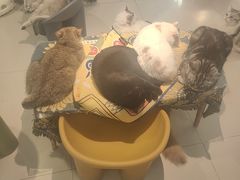 -平行世界·猫咖(首经贸店)