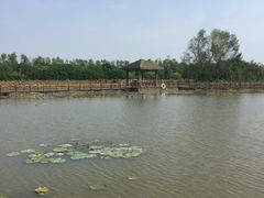 -大湾区中央湿地公园