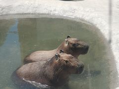 -廊坊固安福朋喜来登酒店