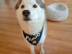 -Husky Go! 哈士奇体验馆·宠物咖啡厅狗咖