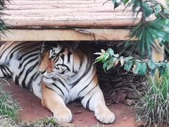 -昆明动物园